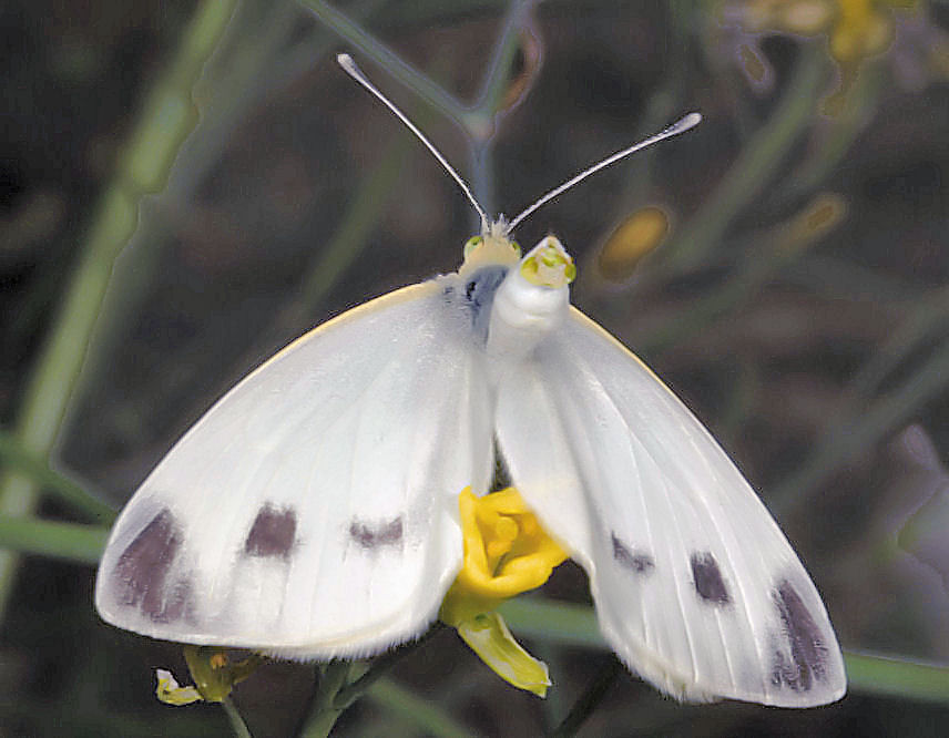 Farfalle in accoppiamento